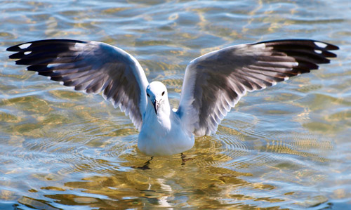Seagull with wings spread, Lake Rotorua. NZ